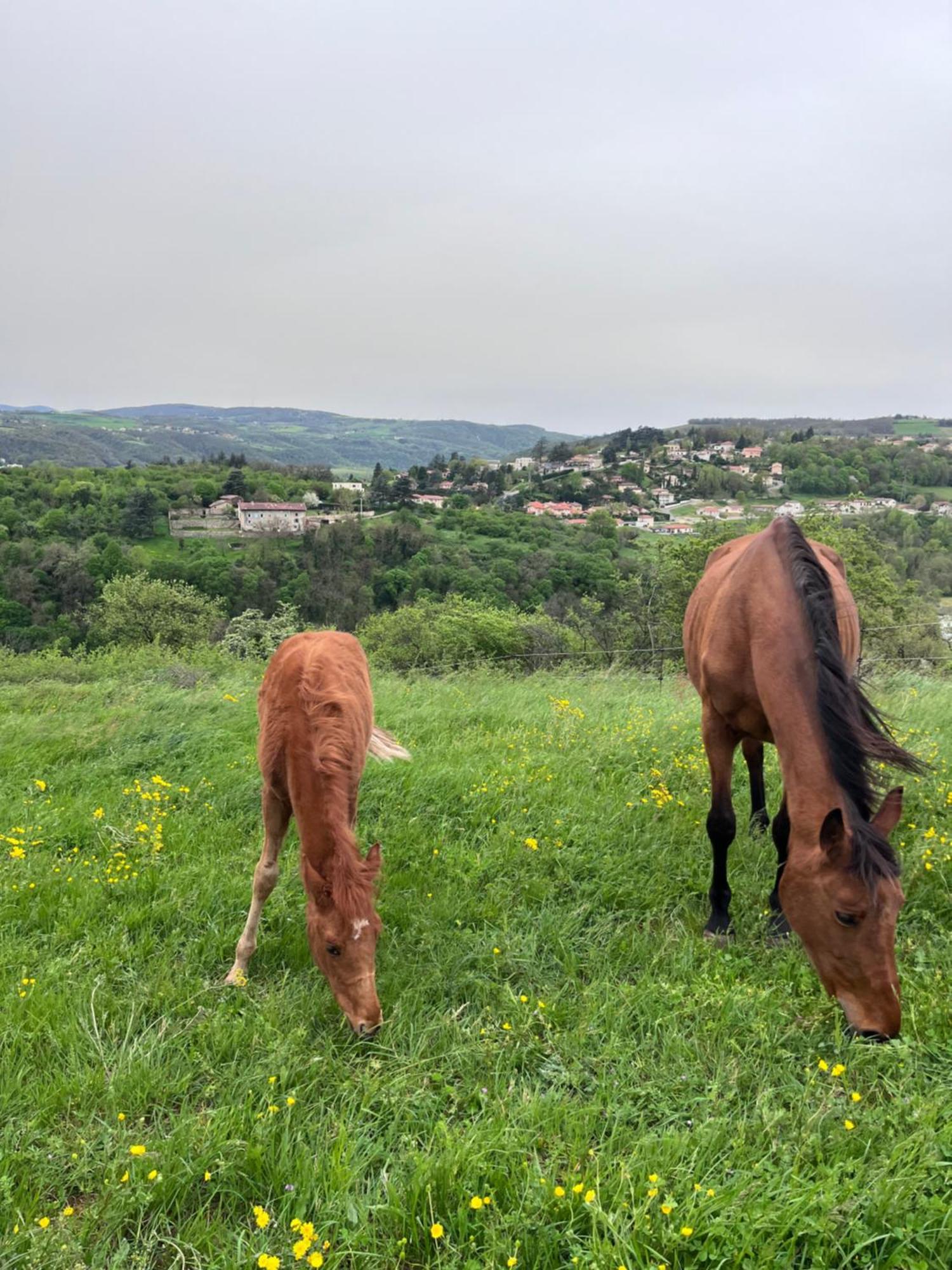 Les Petites Bulles De Massier Vienne (Isere) Exterior foto